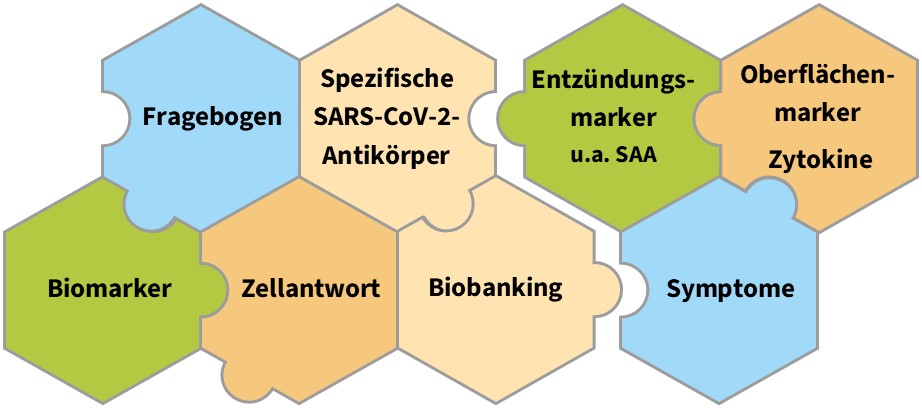 Abb. 3: Die Zusammenhänge zwischen fortbestehender Symptomatik nach COVID-19-Infektion und Immunstatus aufzudecken, gleicht einem Puzzle.